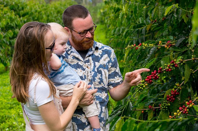 Hala Tree Coffee Farm Tour - Finding the farm in Captain Cook