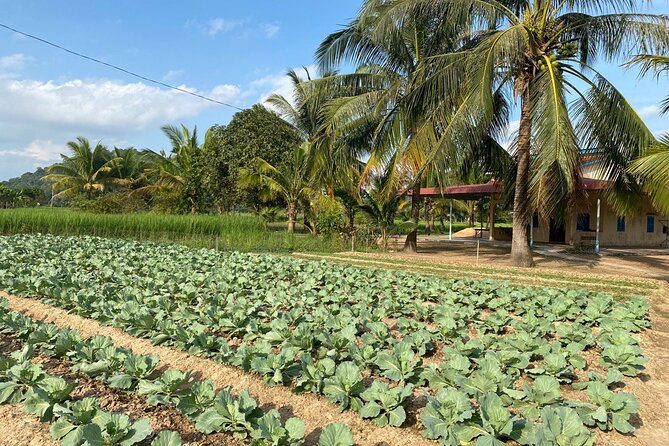 Half-Day Adventure to the Pepper Farm by Scooter - What the $30 price really covers