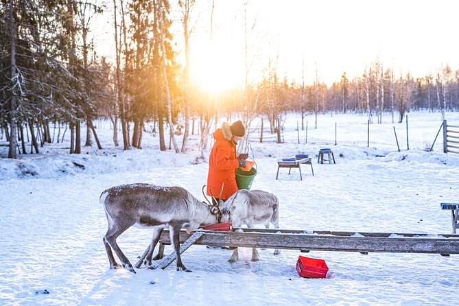 Half-Day Experience in Local reindeer farm in Lapland - From central Rovaniemi to the farm