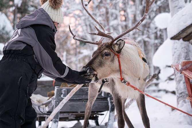 Half-Day Experience in Local reindeer farm in Lapland - Meeting and feeding the reindeer