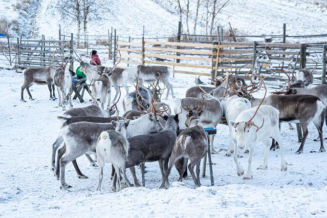 Half-Day Experience in Local reindeer farm in Lapland - The included photographer and photo collection