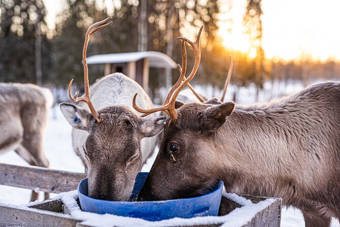 Half-Day Experience in Local reindeer farm in Lapland - Who will enjoy this outing most?