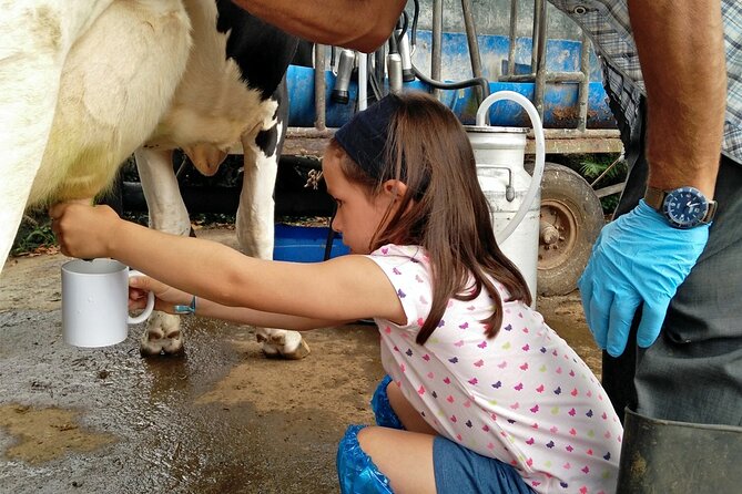Half-Day Farm Visit and Cow Milking Experience - Key points at a glance