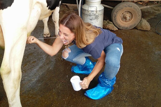 Half-Day Farm Visit and Cow Milking Experience - Seeing where the milk goes