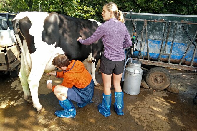 Half-Day Farm Visit and Cow Milking Experience - Cheese and wine in a private Azorean home