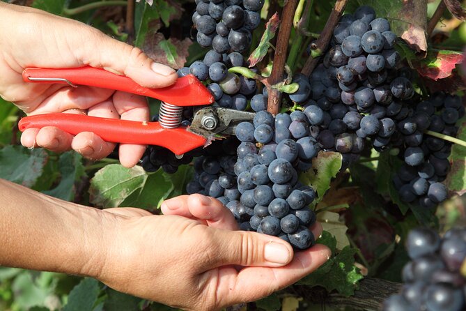 Half Day Grape Harvest Experience with Tasting in Epernay - Why a harvest visit feels different from a Champagne tasting