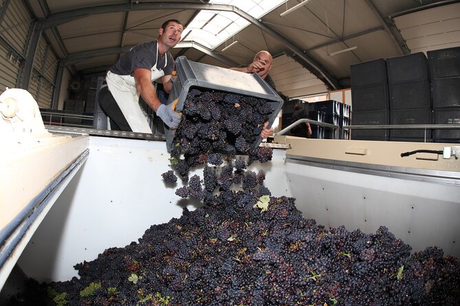 Half Day Grape Harvest Experience with Tasting in Epernay - Fresh juice first, Champagne later