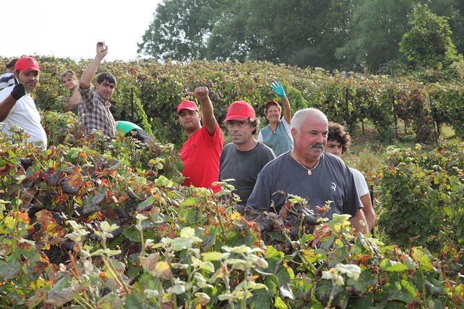 Half Day Grape Harvest Experience with Tasting in Epernay - Is $114.88 good value?