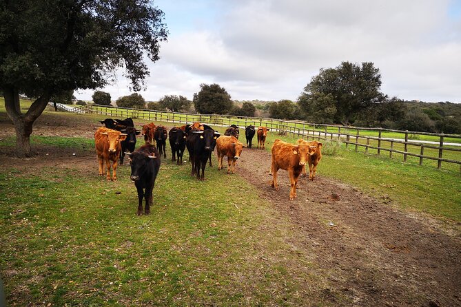 Half-Day Guided Tour to a bull farm in Madrid - Leaving Madrid for Toro Bravo country