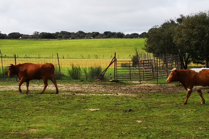 Half-Day Guided Tour to a bull farm in Madrid - Walking through the ranch facilities
