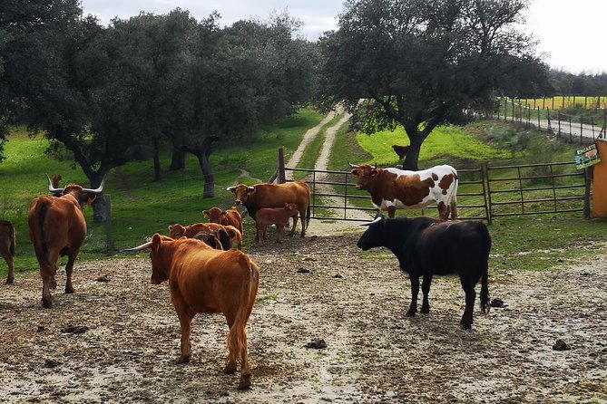 Half-Day Guided Tour to a bull farm in Madrid - What the guide adds to the experience