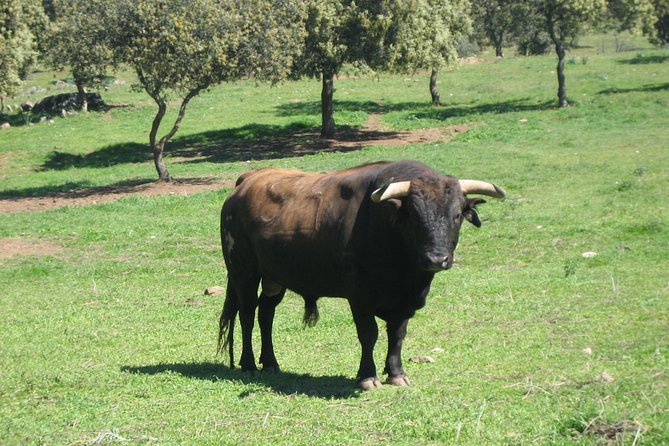 Half-Day Guided Tour to a bull farm in Madrid - Physical demands and weather