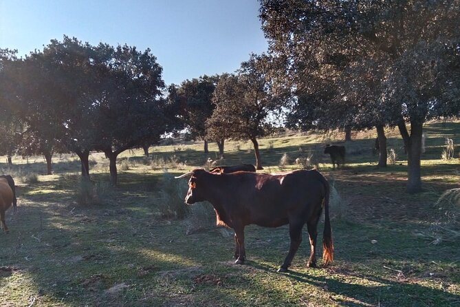 Half-Day Guided Tour to a bull farm in Madrid - Seeing bulls in their natural setting
