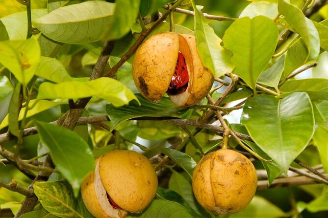 Half-Day Private Spice Tour in Kizimbani Farms, Zanzibar - Why a half-day spice tour fits Zanzibar well