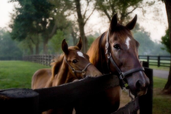 Half-Day Thoroughbred Horse Farm Tour in Kentucky - Why Lexington’s horse country deserves a half-day