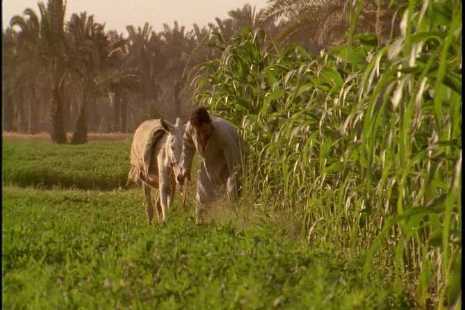 Half-Day Trip to Egyptian Green Farm from Cairo with Breakfast - What makes this farm morning worth your time