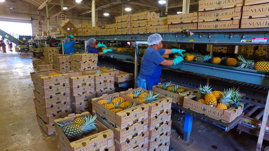 Hali'imaile: Pineapple Farm Tour - Starting at the Maui Pineapple Store