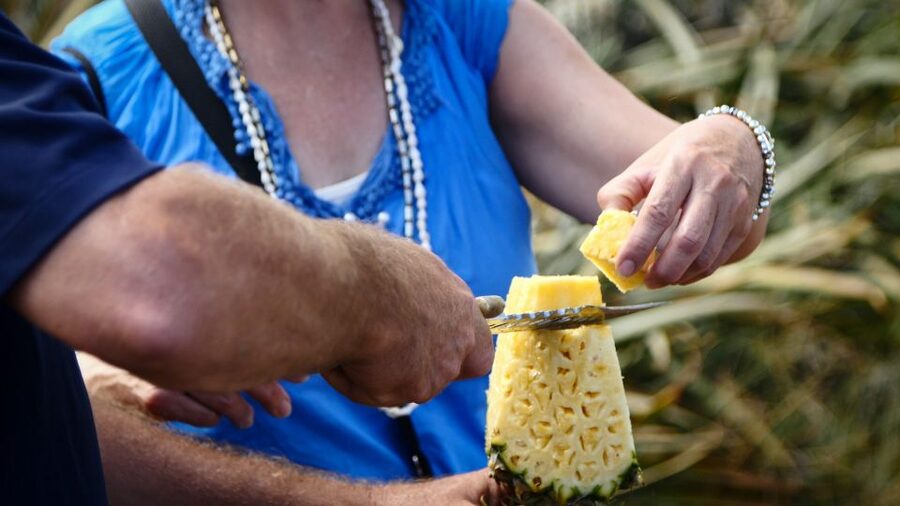 Hali'imaile: Pineapple Farm Tour - Learning how Maui Gold pineapple grows