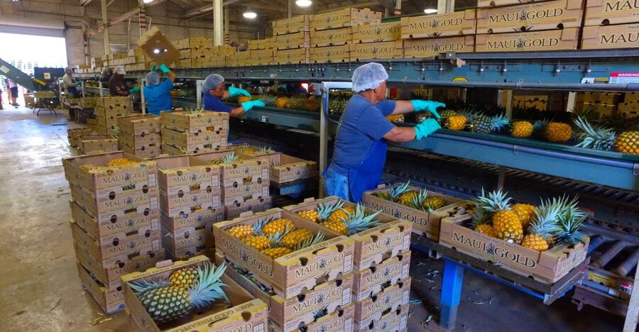 Hali'imaile: Pineapple Farm Tour - Practical ways to enjoy the 90 minutes