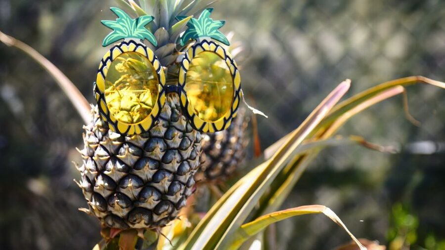 Hali'imaile: Pineapple Farm Tour - Walking through the pineapple grove