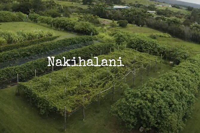 Hamakua Coast Farm Small-Group Walking and Tasting Tour - Pineapple, grapes, citrus, avocado, and sugar cane