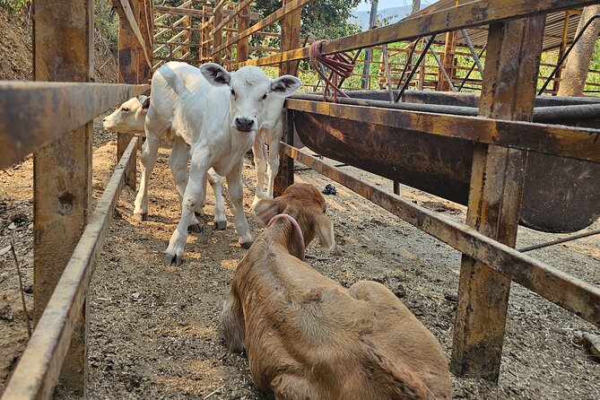 Hands-on Mexican Farm Experience: from Cow to Cheese - Who will enjoy this farm visit most
