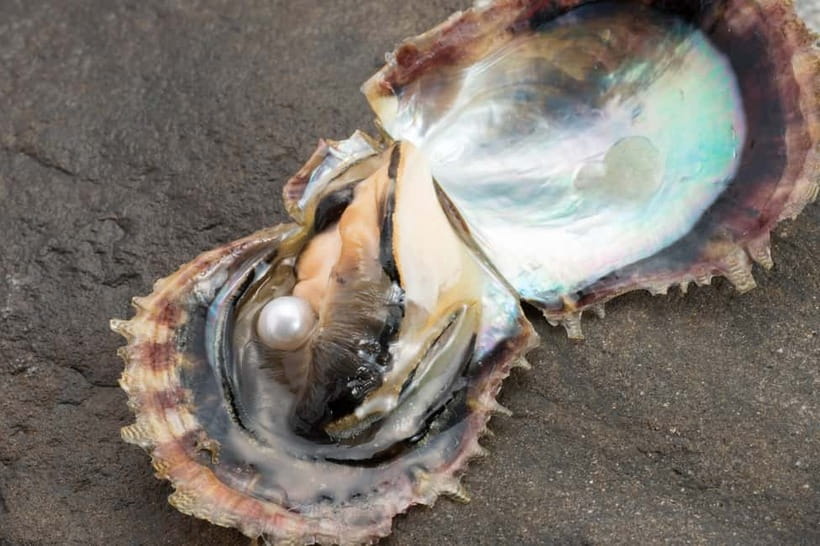 Hands-on Pearl Harvesting Workshop! - Step two: opening the oyster and finding the pearl