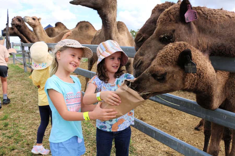 Harrisville: Summer Land Camel Farm Tour with Tasting - Key points to know before you go