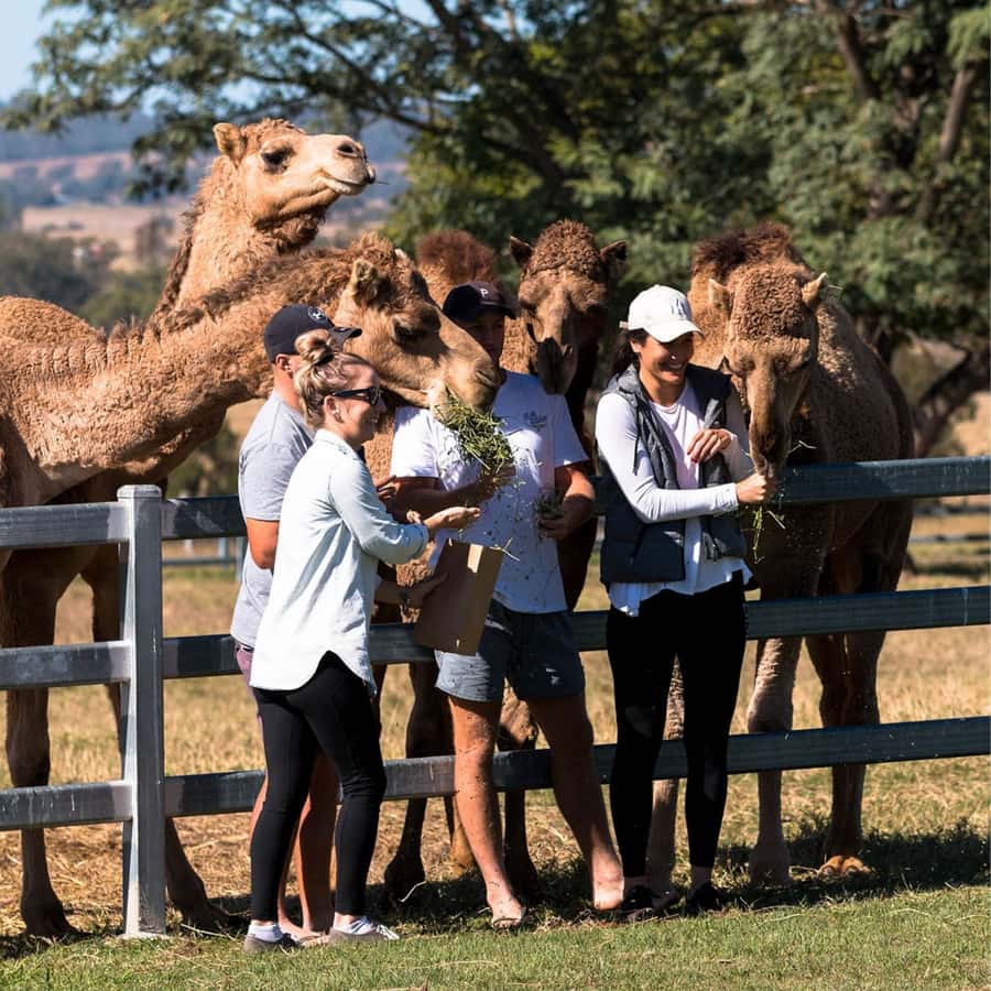 Harrisville: Summer Land Camel Farm Tour with Tasting - Why a camel farm makes a good Queensland stop