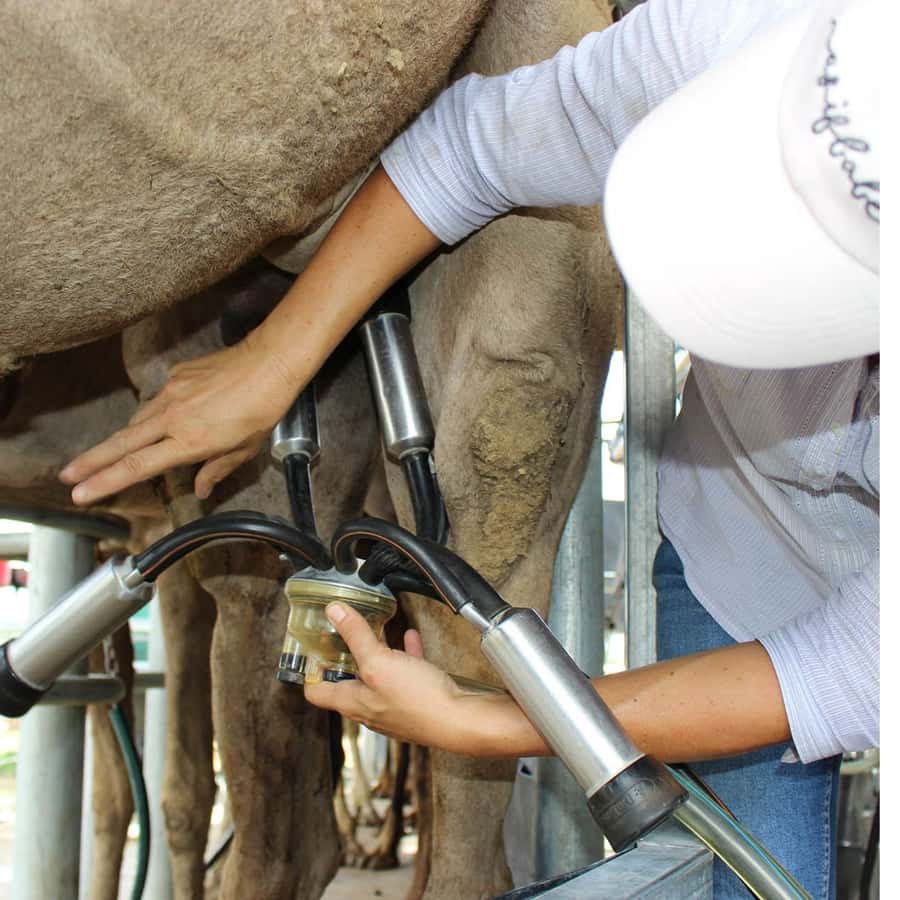 Harrisville: Summer Land Camel Farm Tour with Tasting - Checking in at the farm and souvenir shop