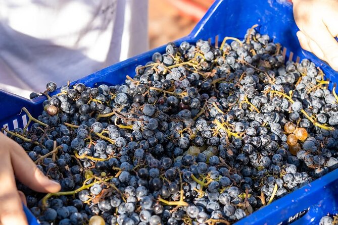Harvest Like a Local: Grape Stomping with Wine Pairing Lunch - Four wines, spumante, and a proper explanation