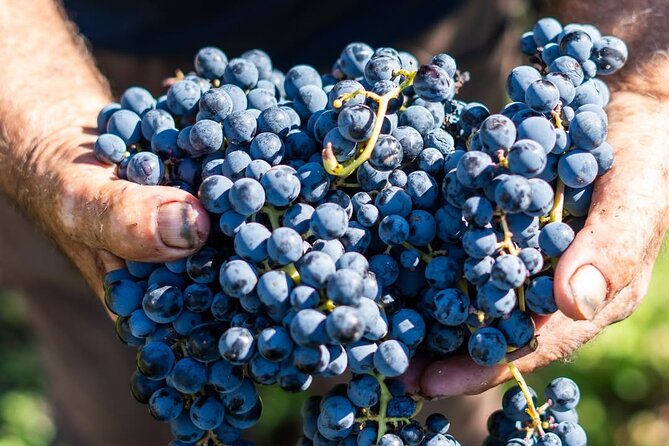 Harvest Like a Local: Grape Stomping with Wine Pairing Lunch - Who should book this outing
