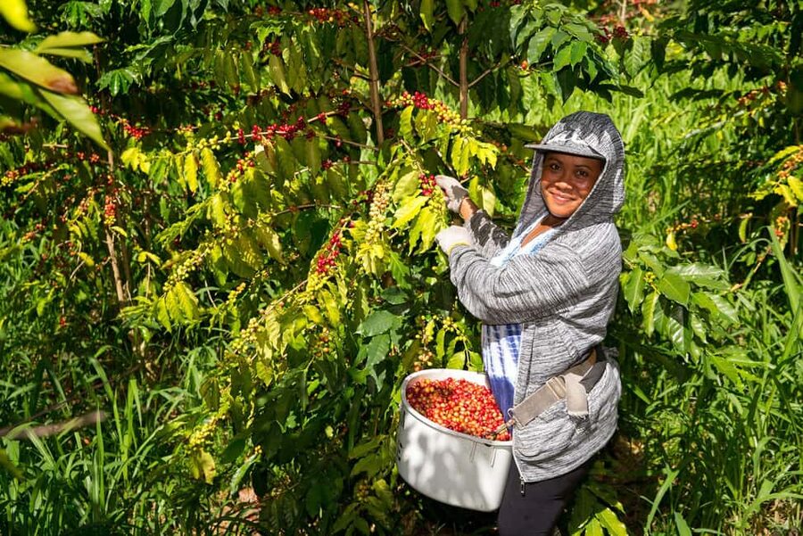 Hawaii: Hala Tree Coffee Farm Tour and Tasting - A one-hour introduction to Kona coffee