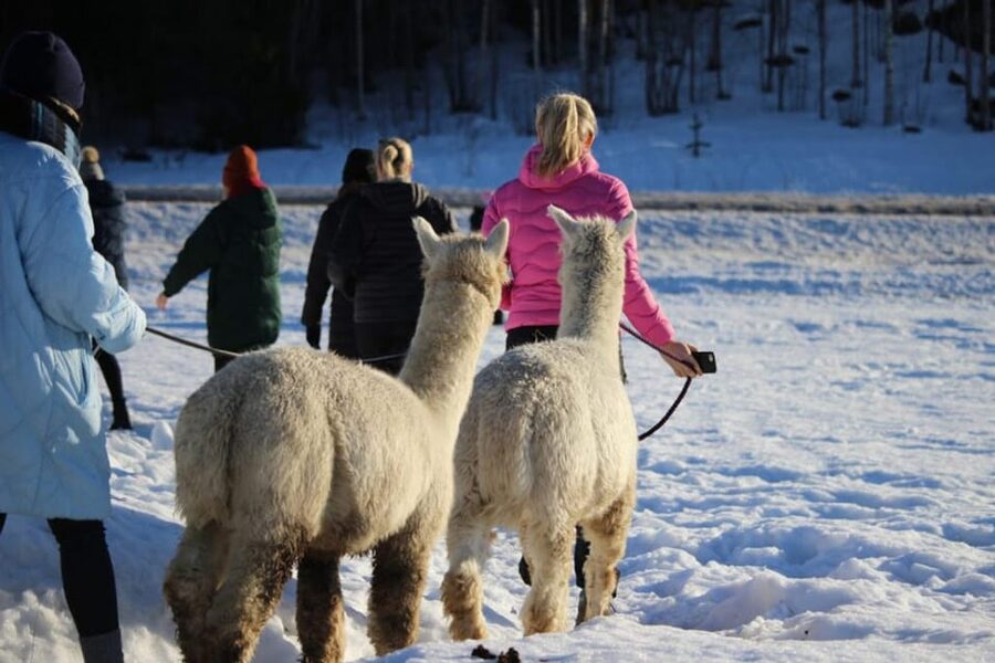 Helsinki: Alpaca Farm Tour with Guided Walk (private) - From Helsinki to a Quiet Farm Setting