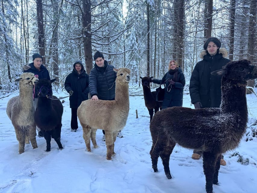 Helsinki: Alpaca Farm Tour with Guided Walk (private) - Meeting the Alpacas Behind the Fence