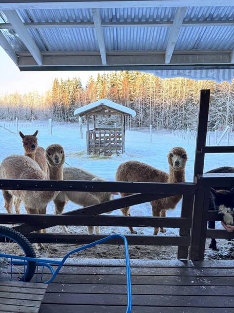 Helsinki: Alpaca Farm Tour with Guided Walk (private) - Is $235 Per Person a Fair Price?