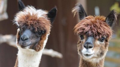 Helsinki: Alpaca Farm Tour with Guided Walk (private)