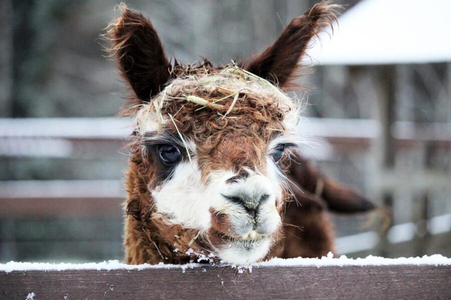 Helsinki: Alpaca Farm Tour with Guided Walk (private) - FAQ
