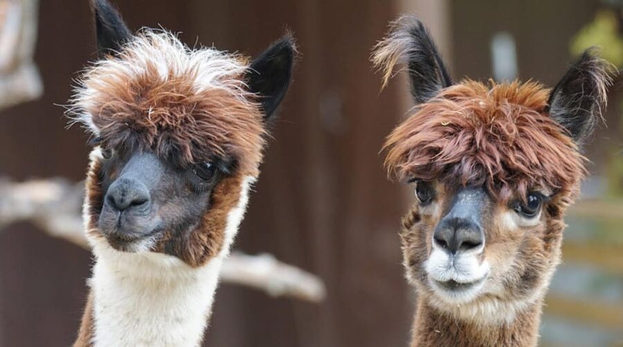 Helsinki: Alpaca Farm Tour with Guided Walk (private) - Leading Your Own Alpaca Through the Forest
