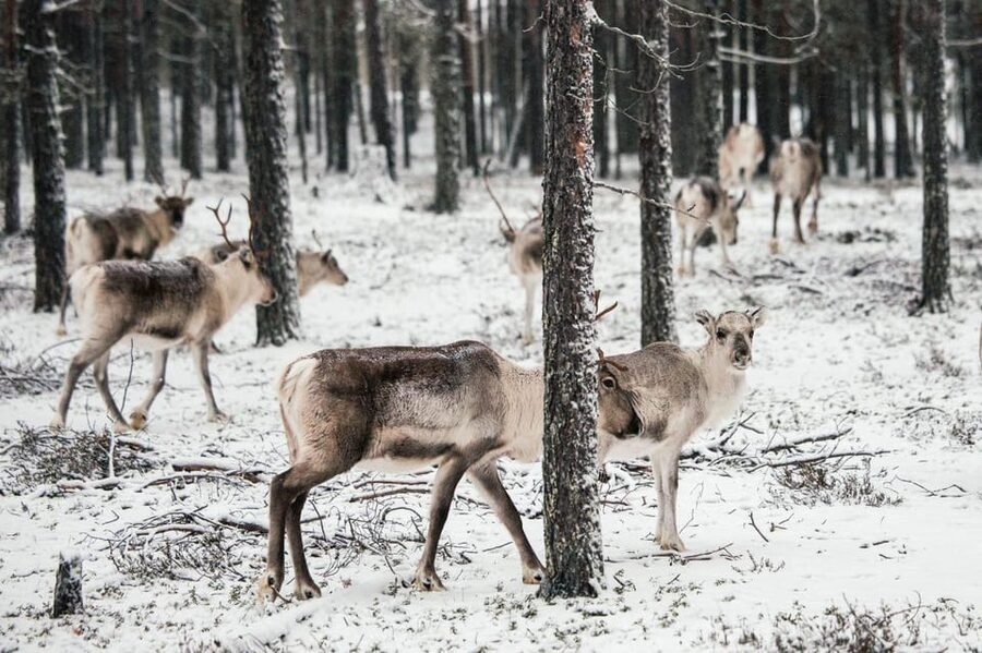 Helsinki Highlights+Nuuksio Buggy Ride+Reindeer farm visit - A picnic among the pines