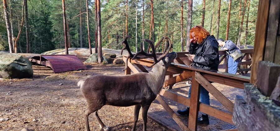 Helsinki Highlights+Nuuksio Buggy Ride+Reindeer farm visit - Is $647 per person a fair price?