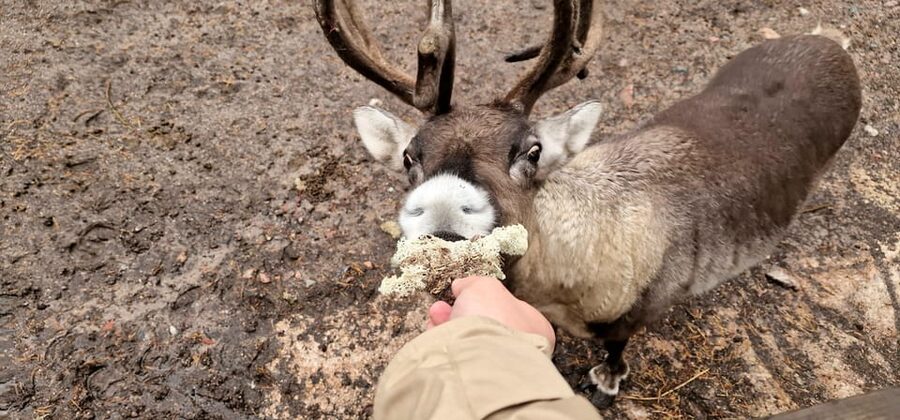 Helsinki Highlights+Nuuksio Buggy Ride+Reindeer farm visit - Should you book this private Finnish adventure?