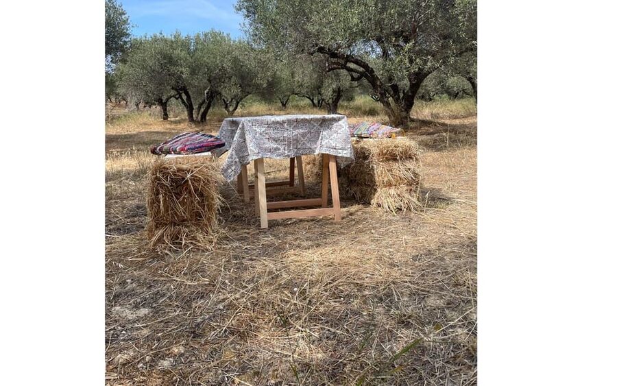 Heraklion :Olive & Dragon Farm Tour & Cretan Farmers Brunch - Dragon fruit adds a surprising second crop