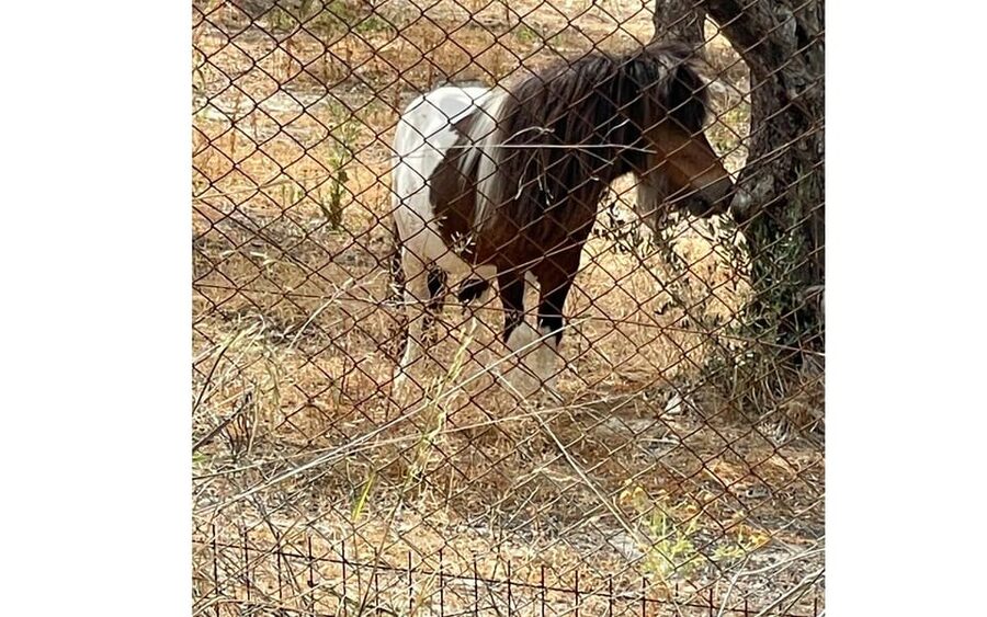 Heraklion :Olive & Dragon Farm Tour & Cretan Farmers Brunch - Who will enjoy this farm visit most
