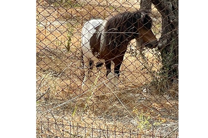 Heraklion:Olive & Dragon Fruit Farm Tour & Cretan Farmers Brunch - Learning about olive oil in a working farm setting