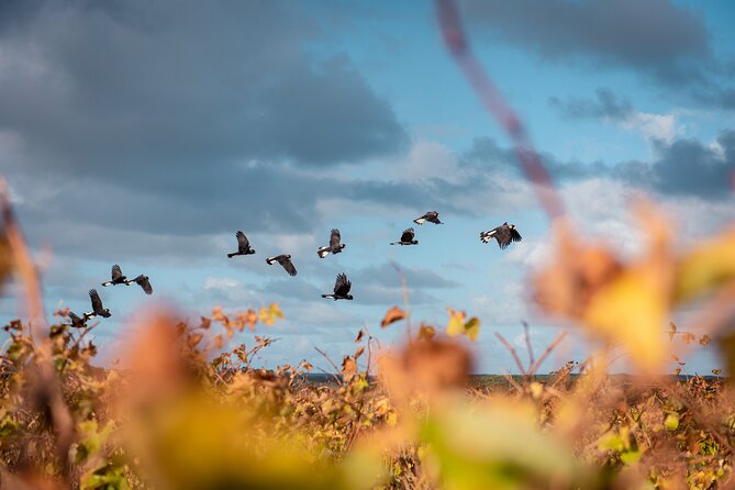 Hidden Gems: Boutique Full-Day Wine, Farm & Lunch Tour - Gracetown brings a quick Indian Ocean pause