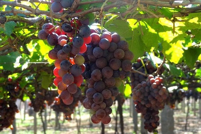 Hill station farm house stay - Cumbum Market and Vineyard Stop