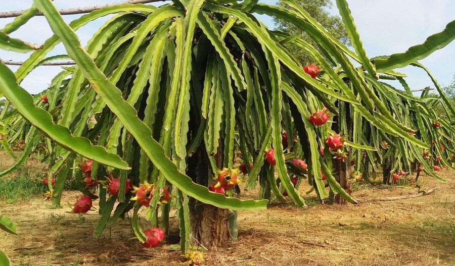 Ho Coc Beach, Nature Reserve & Dragon Fruit Farm Day Tour - Key points at a glance
