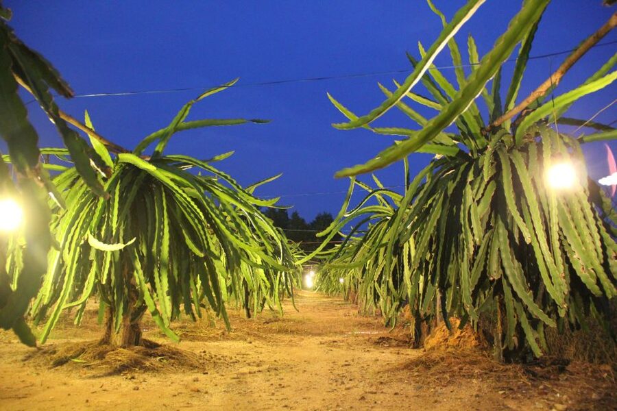 Ho Coc Beach, Nature Reserve & Dragon Fruit Farm Day Tour - A pepper farm and the first taste of farm life