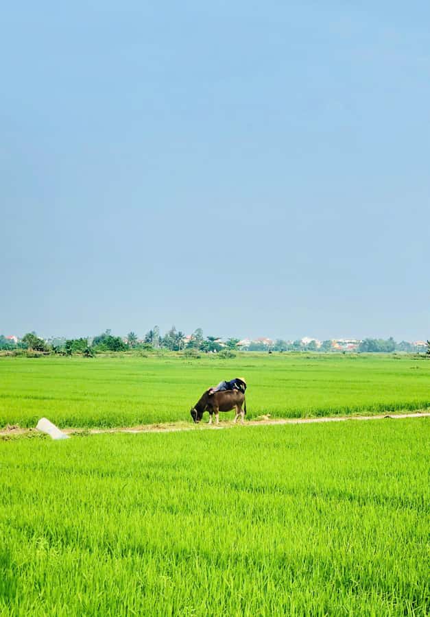 Hoi An: Countryside Bicycle Tour with Farm, Basket Boat Ride - Paddling the Bamboo Basket Boat